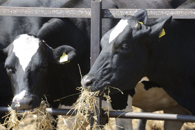 Само један купац хоће  ПКБ 